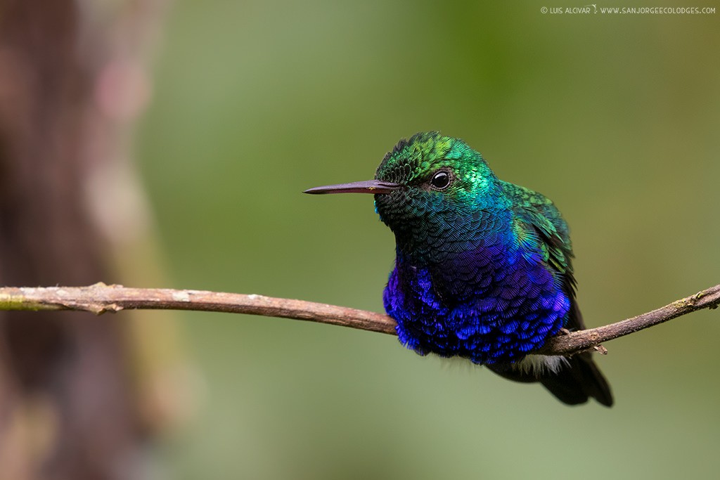 Violet-bellied Hummingbird - ML237549291