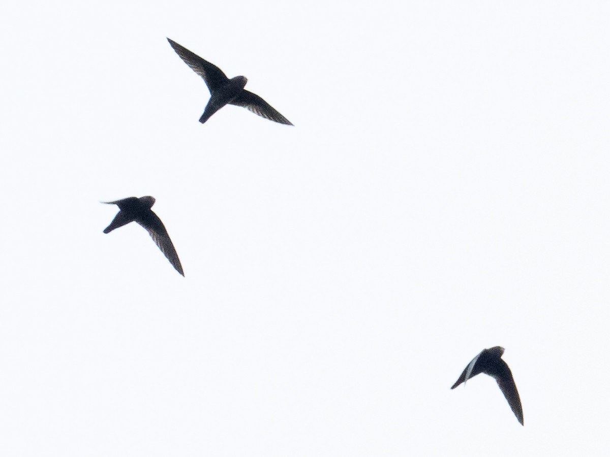 White-chinned Swift - ML237550581