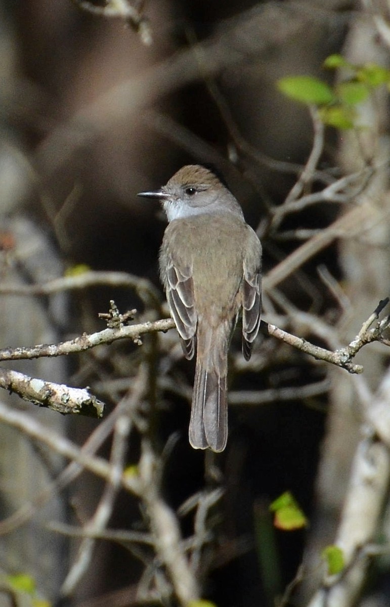 Ash-throated Flycatcher - Dale Wolck