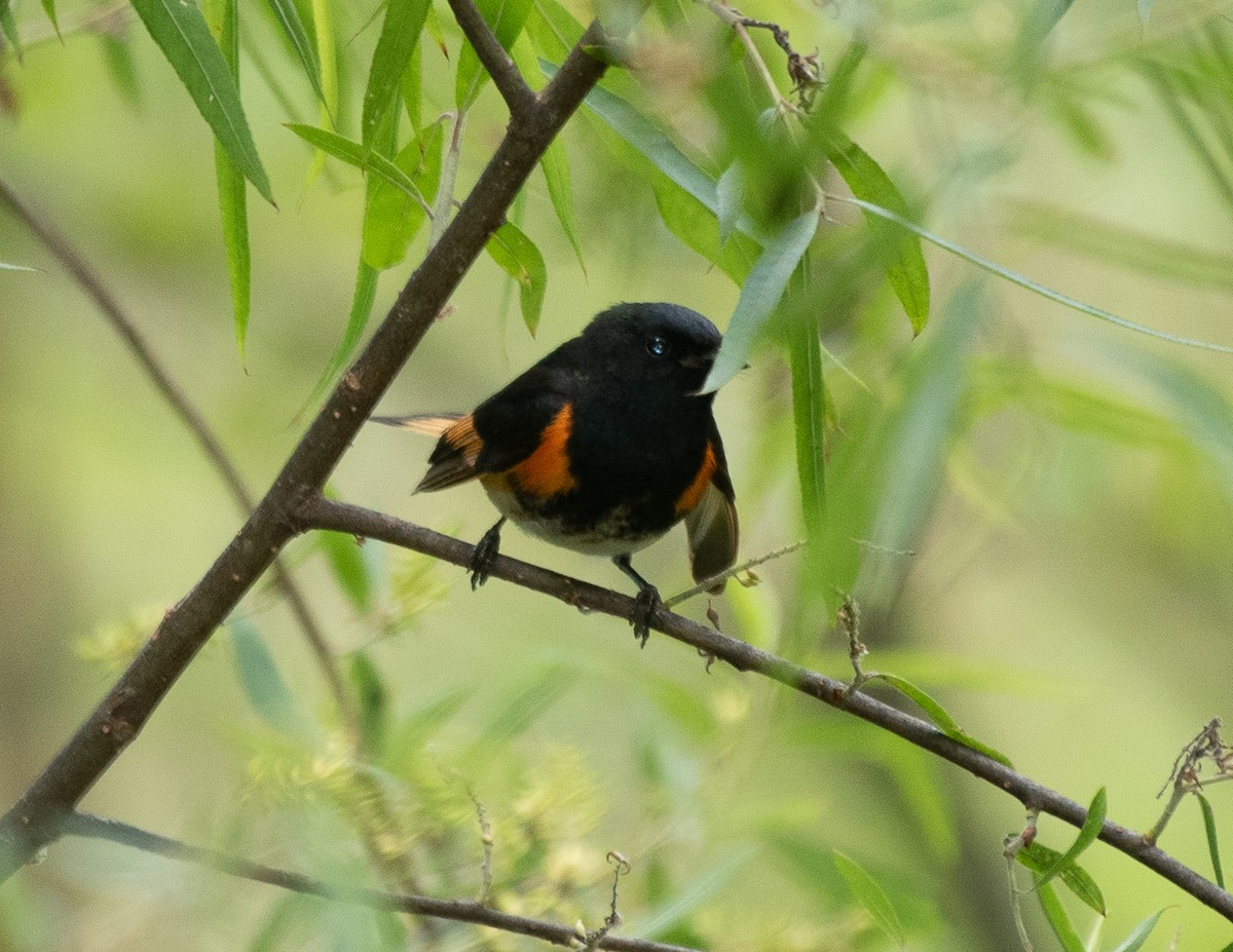 American Redstart - ML237551661