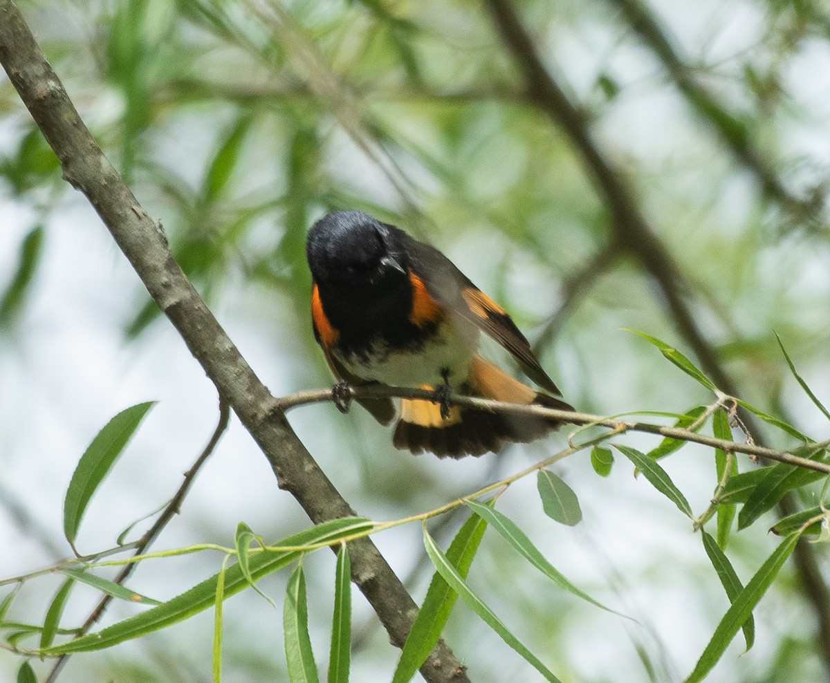 American Redstart - ML237551671