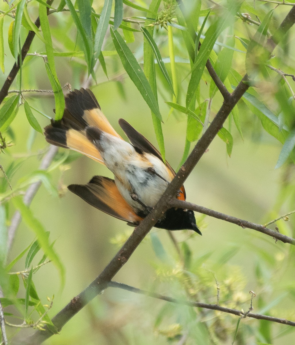 American Redstart - ML237551681