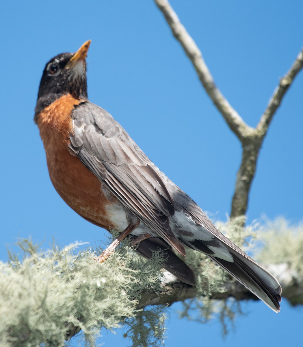 American Robin - ML237551871