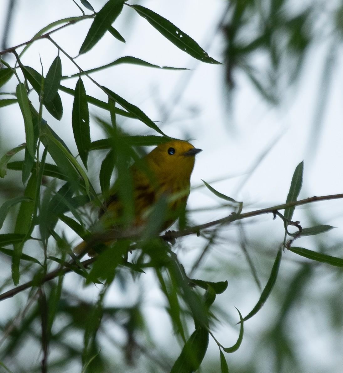 Yellow Warbler - ML237552101