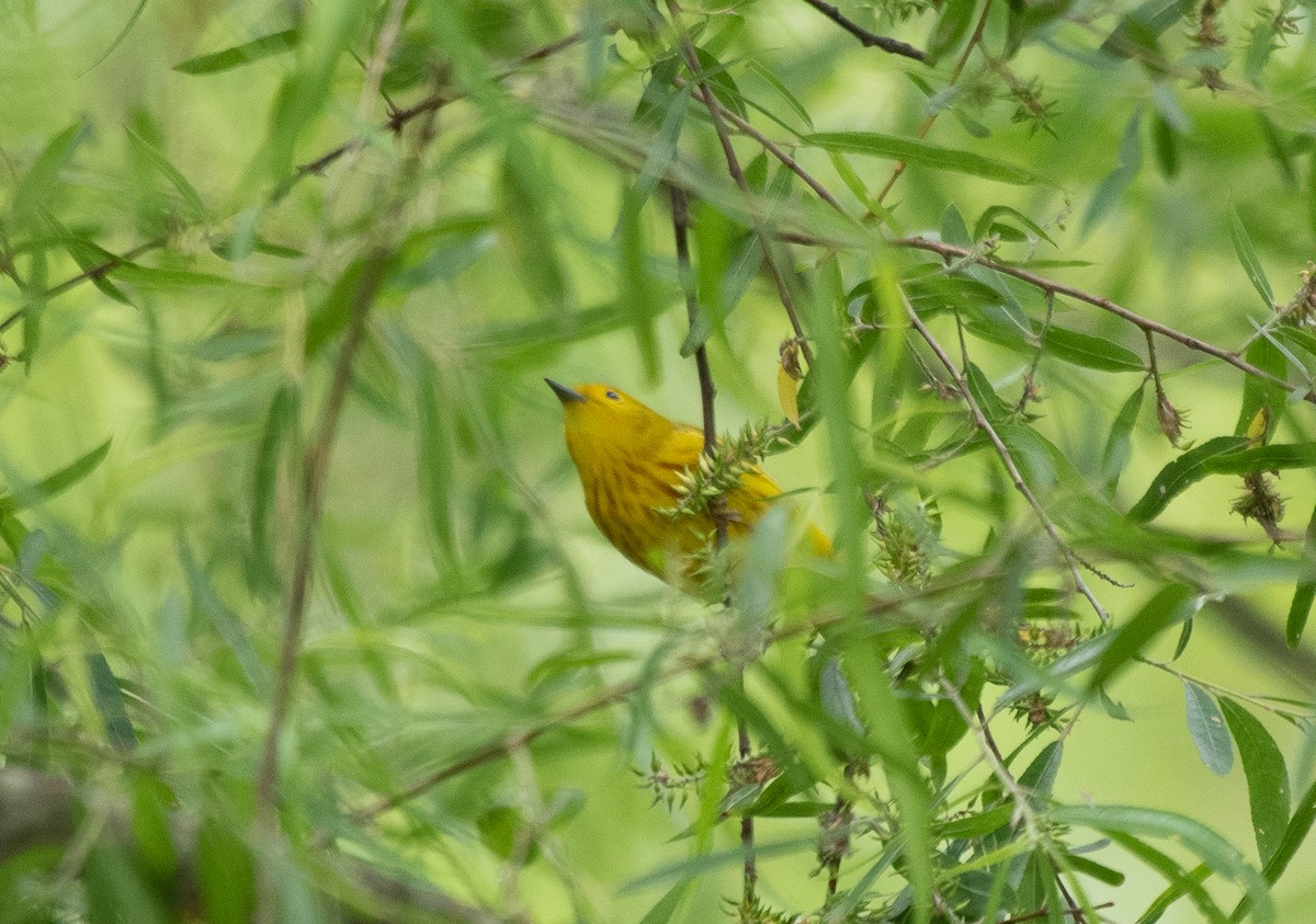 Yellow Warbler - ML237552121