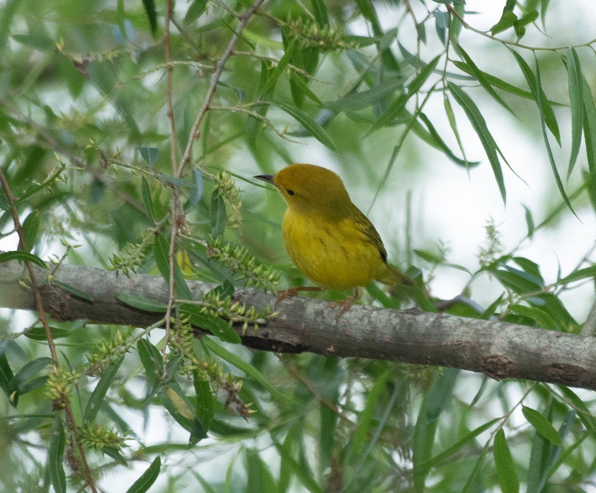 Yellow Warbler - ML237552141