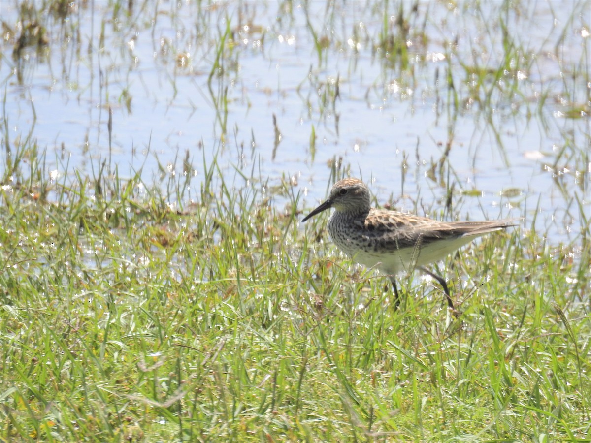 White-rumped Sandpiper - Brian  S