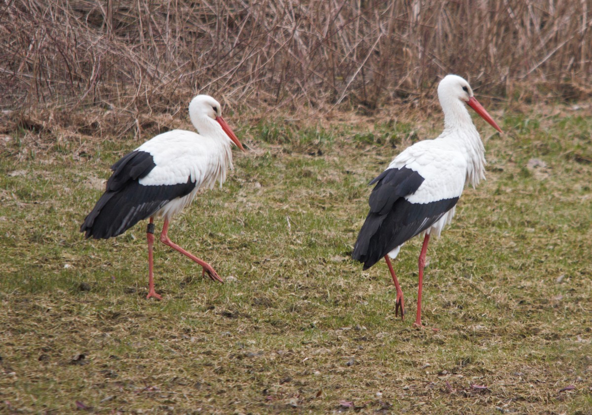 White Stork - ML237552431