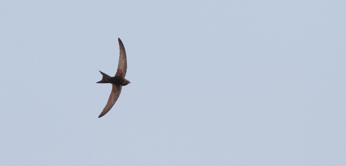 Common Swift - ML237554971