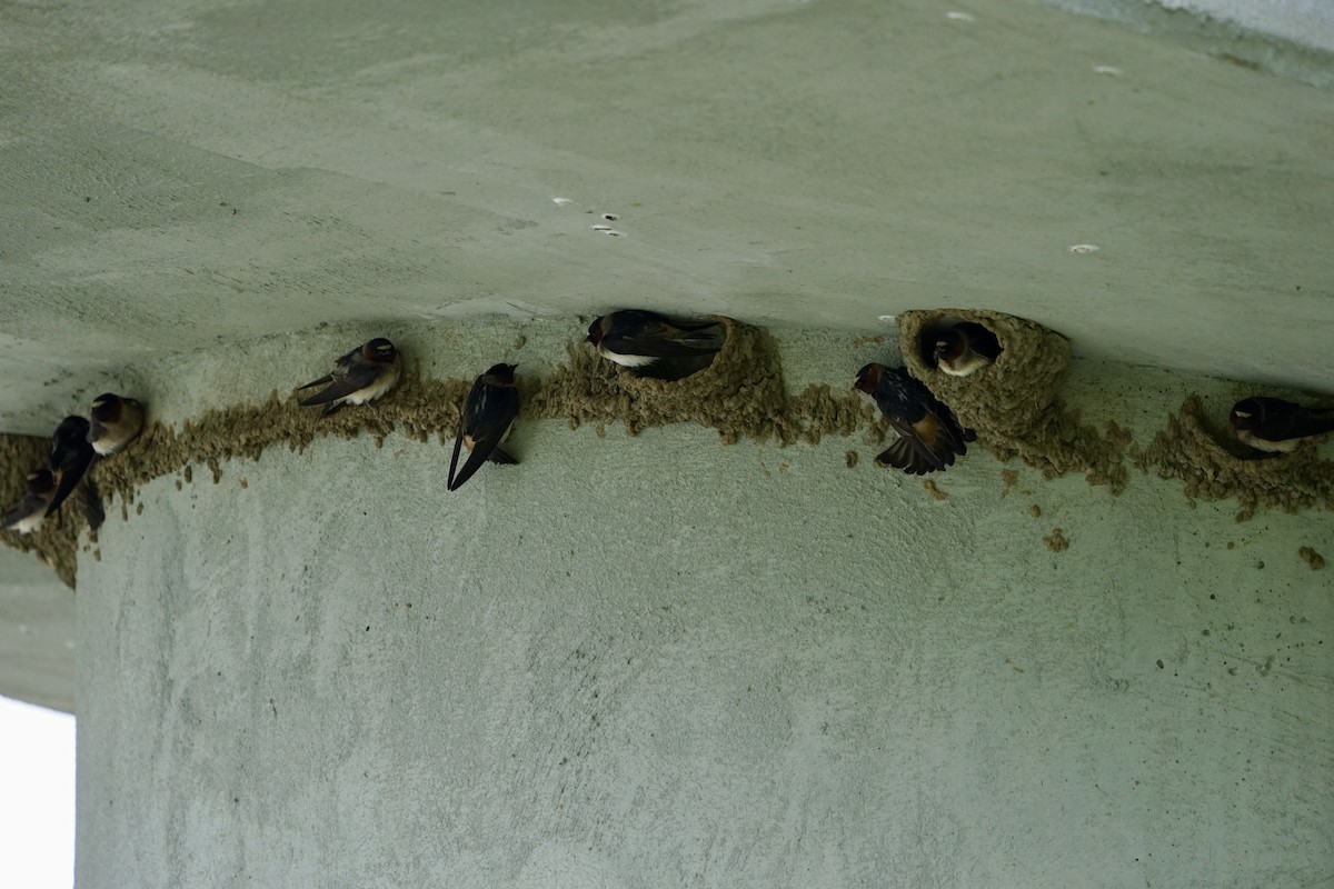 Cliff Swallow - ML237555231