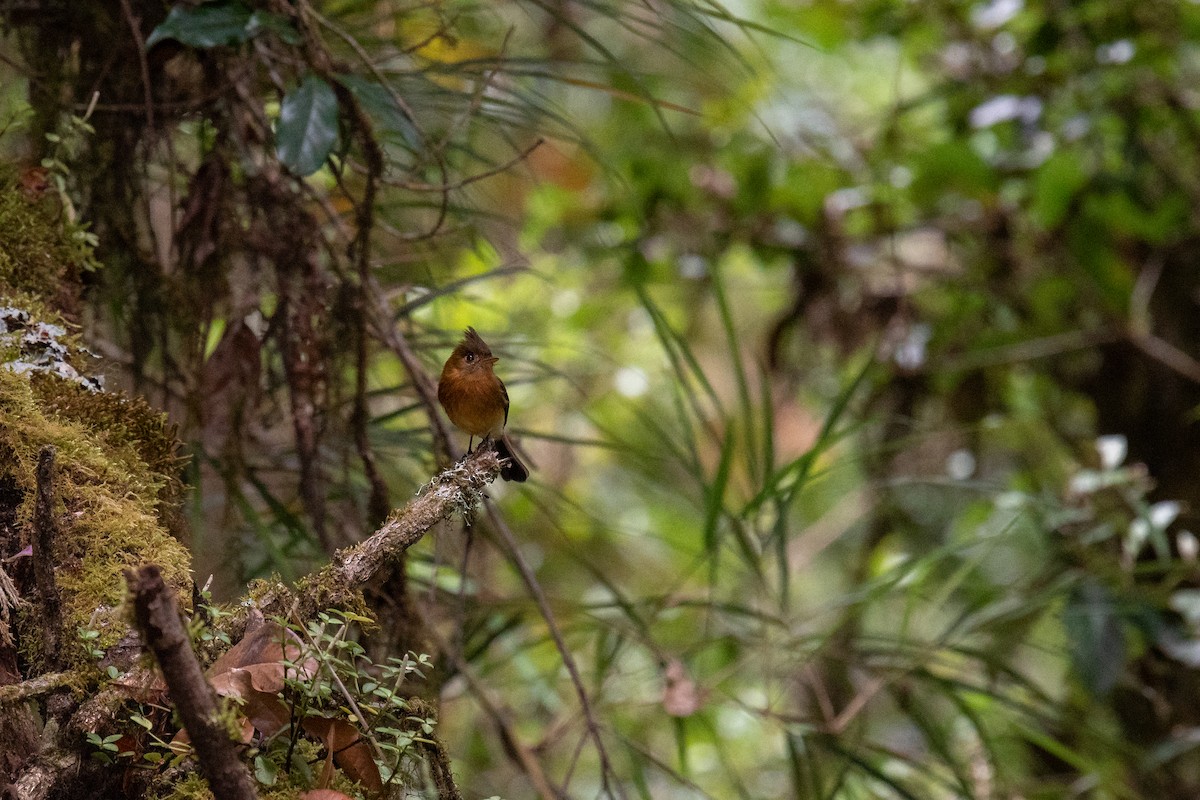 Tufted Flycatcher - ML237555651