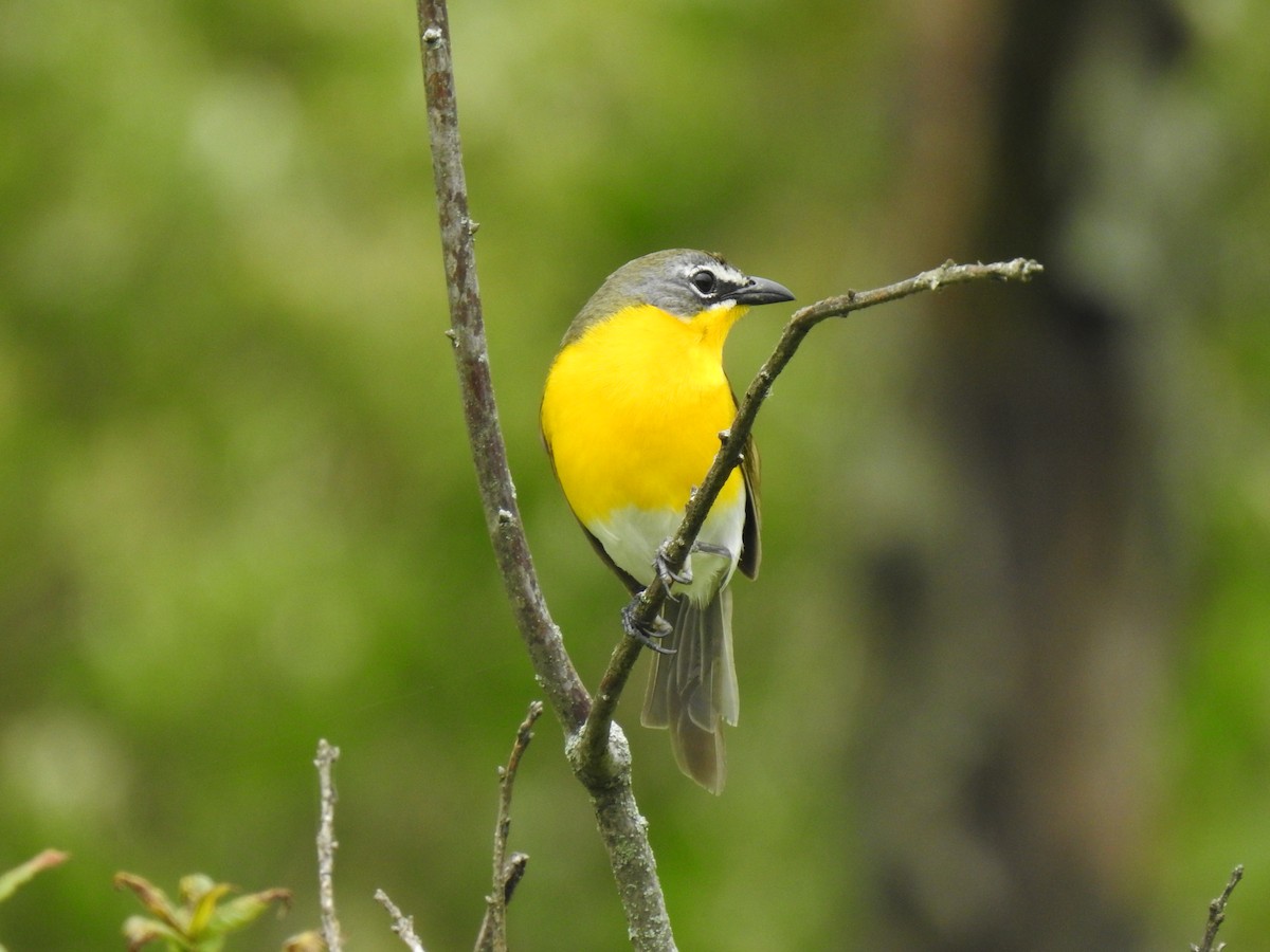 gulbrystparula - ML237555971