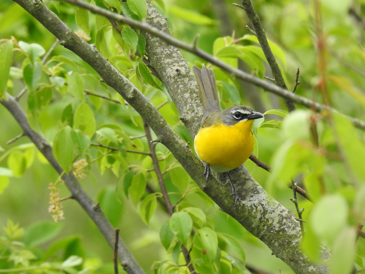 gulbrystparula - ML237555981