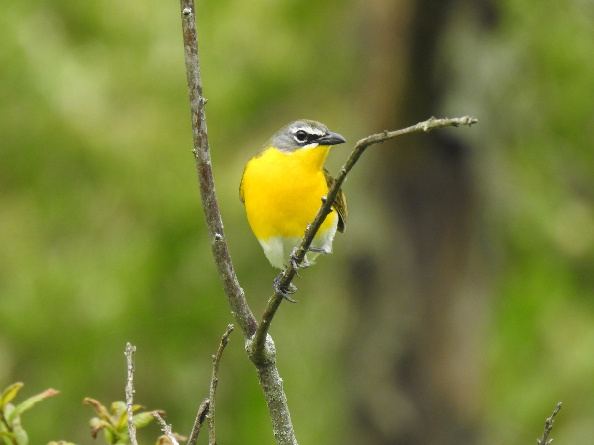 gulbrystparula - ML237556001
