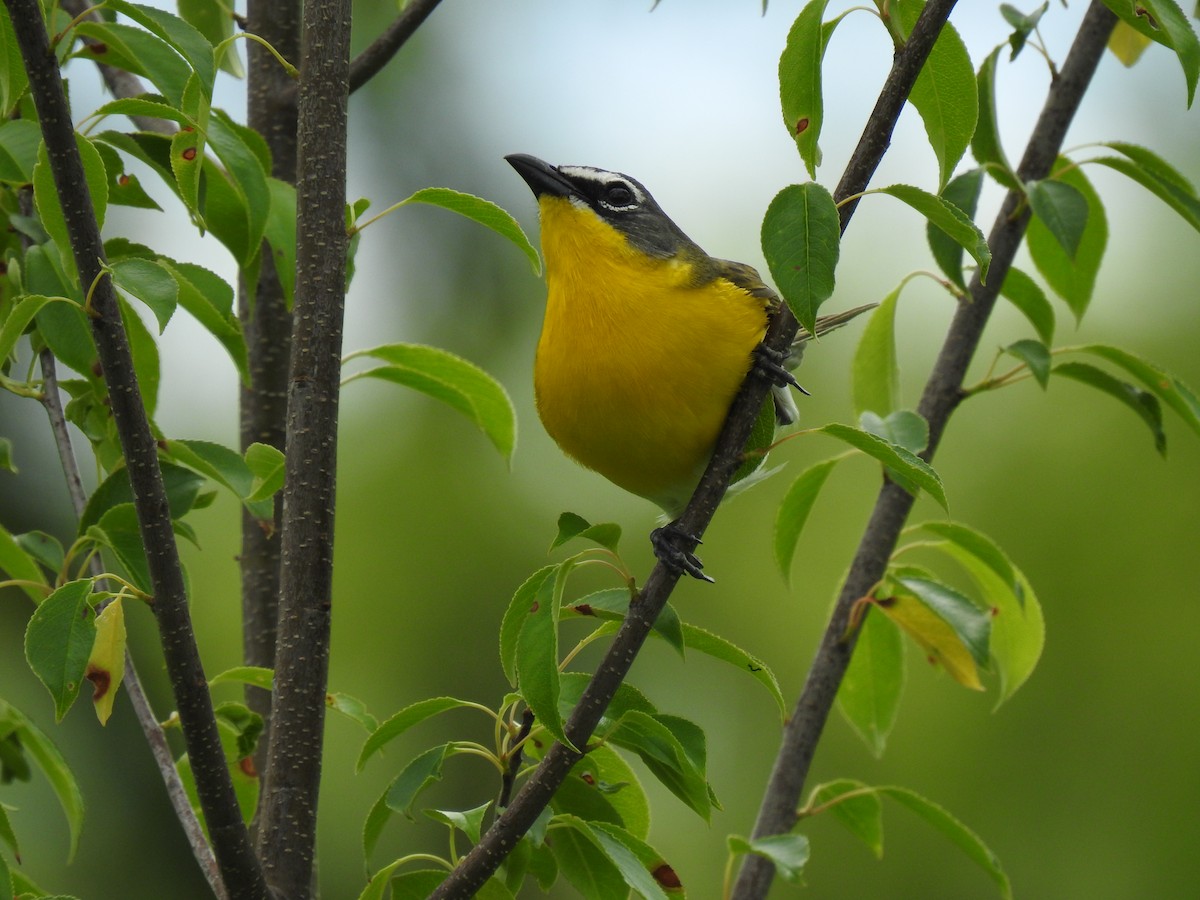 gulbrystparula - ML237556051