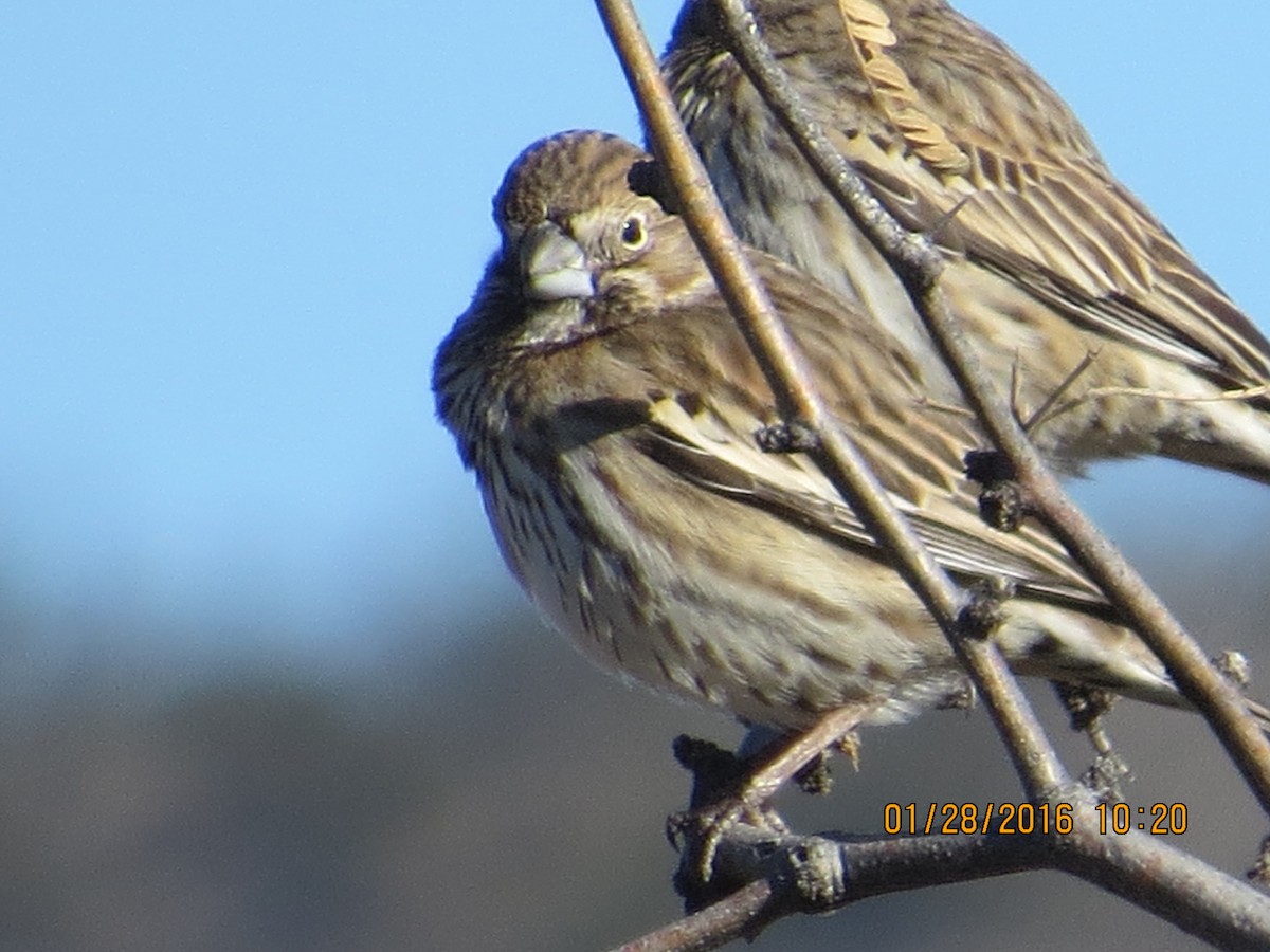 Lark Bunting - ML23755701