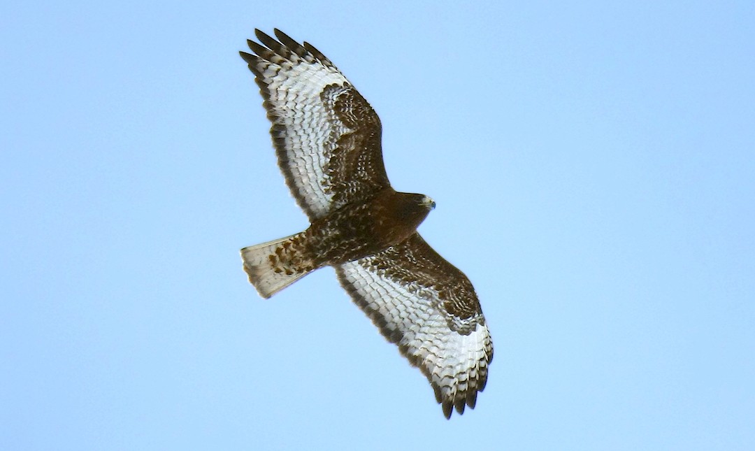 Rotschwanzbussard (calurus/abieticola) - ML237559011