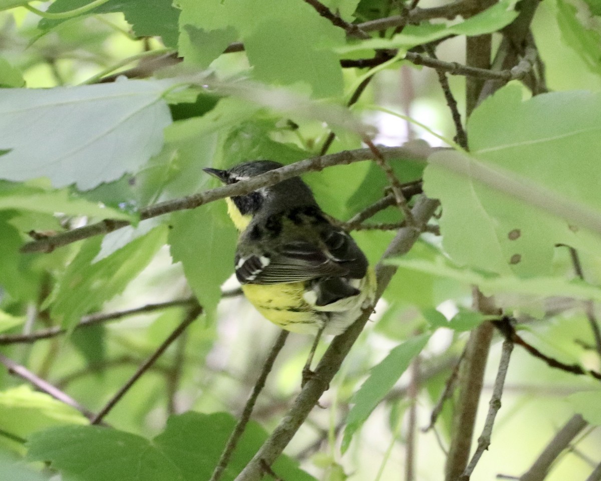 Magnolia Warbler - ML237560031