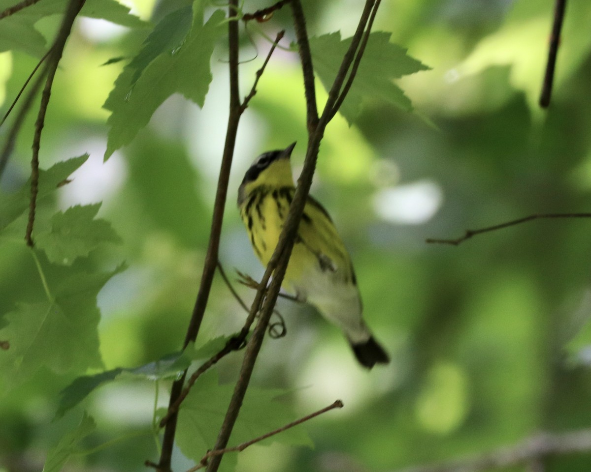 Magnolia Warbler - ML237560121
