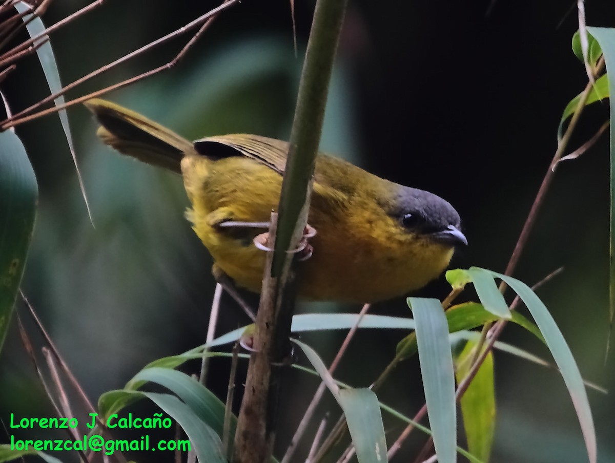 Gray-capped Hemispingus - ML237562291