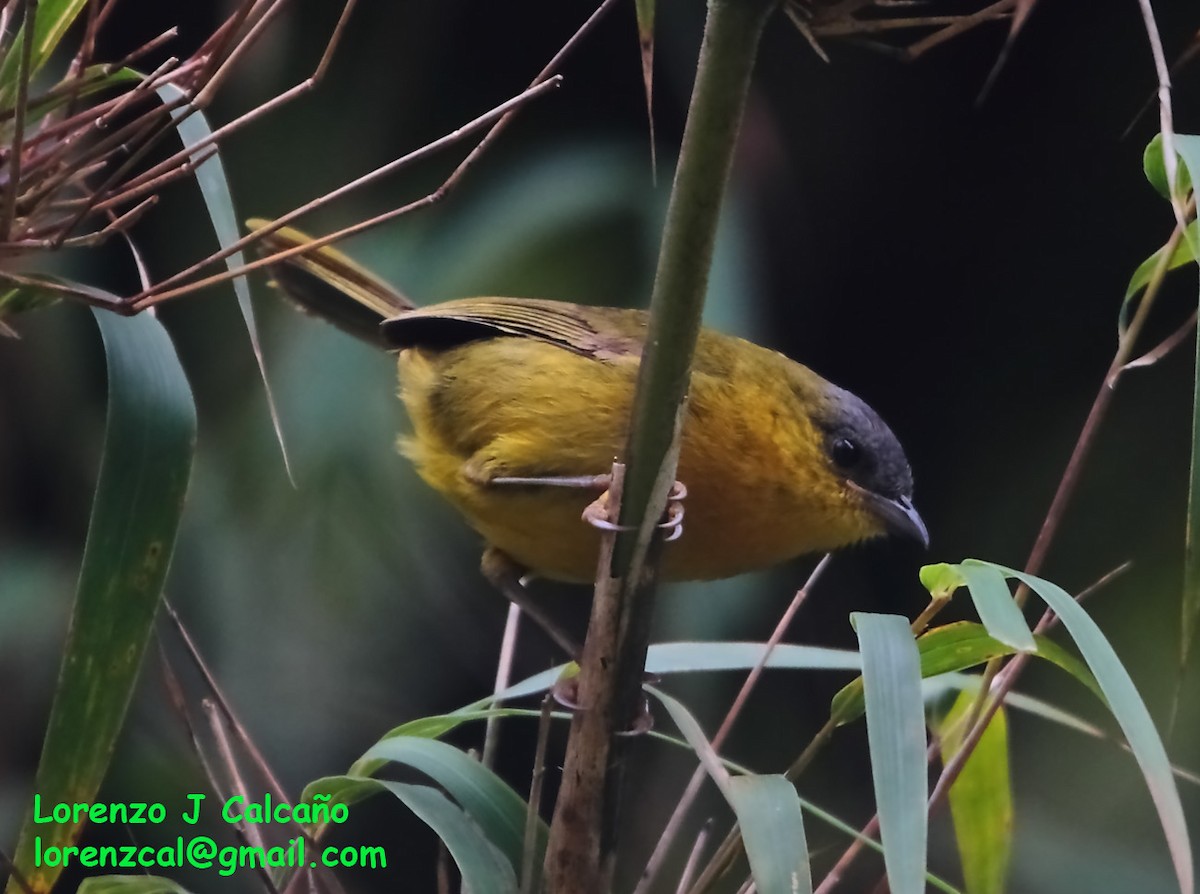 Gray-capped Hemispingus - ML237562361