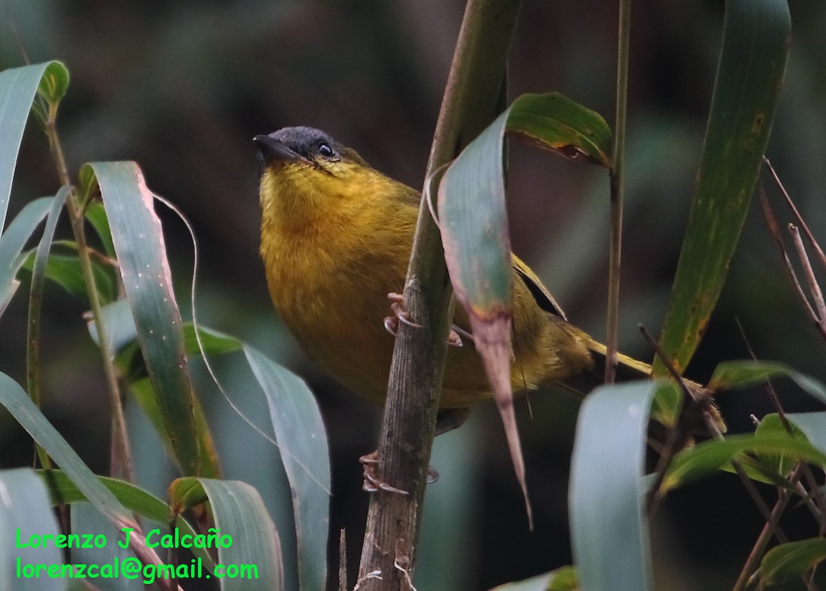 Gray-capped Hemispingus - ML237562471