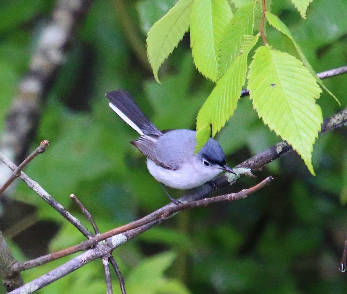 Blue-gray Gnatcatcher - ML237562611