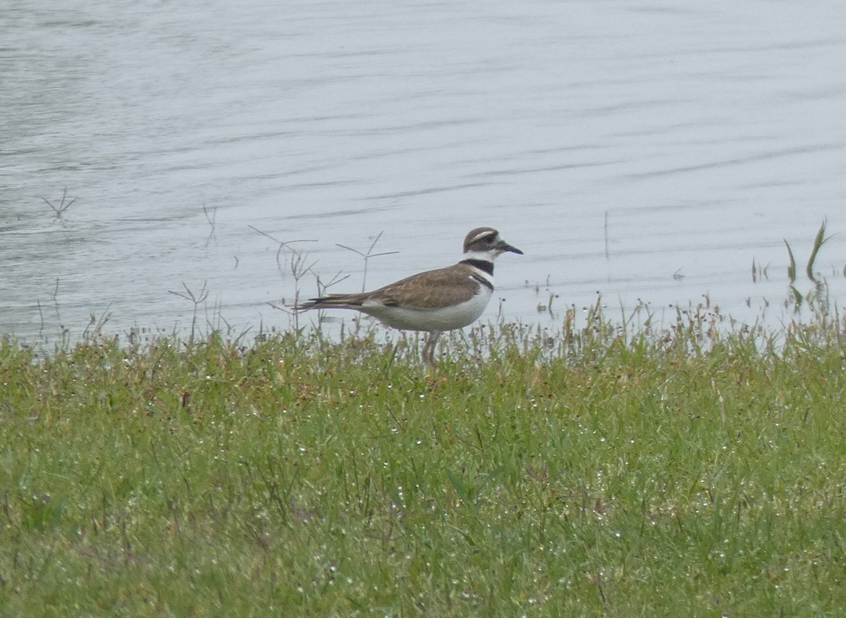 Killdeer - ML237563281