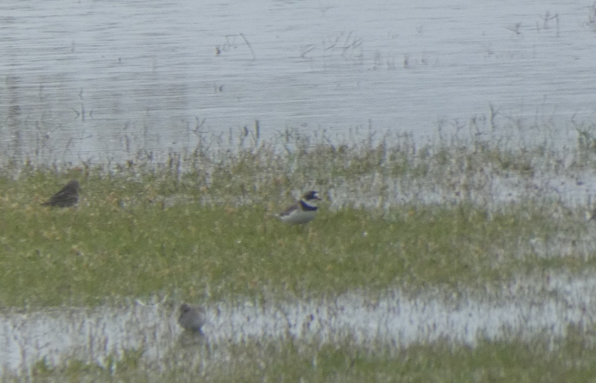 Semipalmated Plover - ML237563351