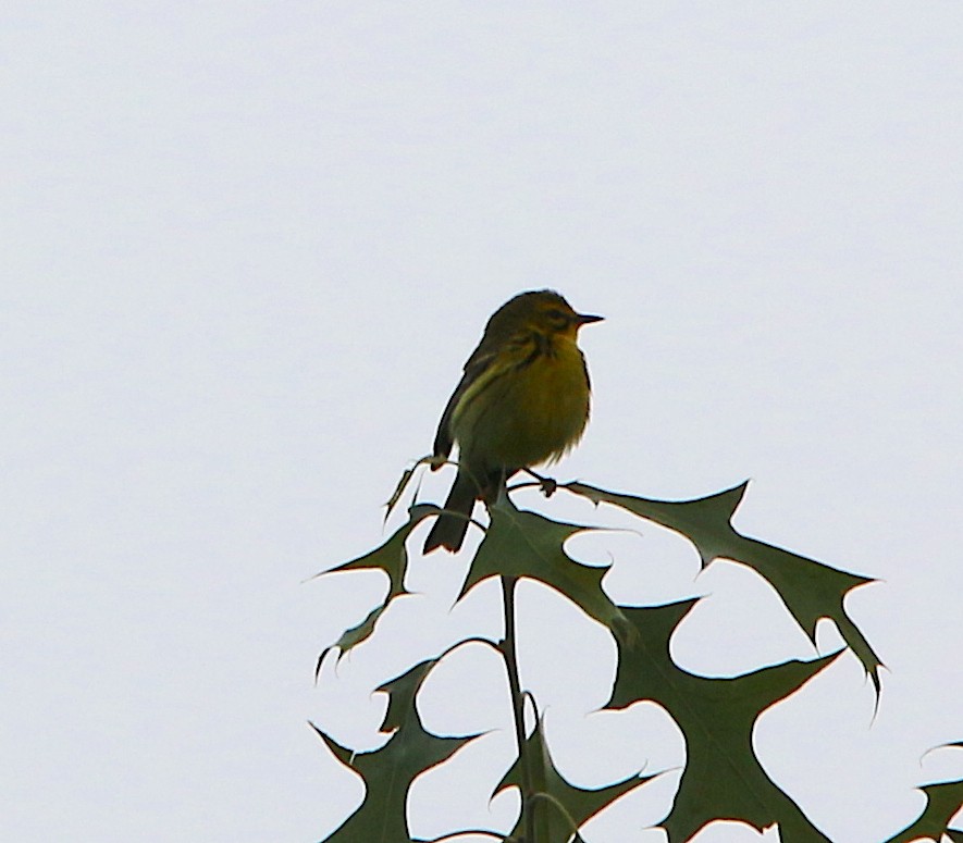 Prairie Warbler - ML237563361
