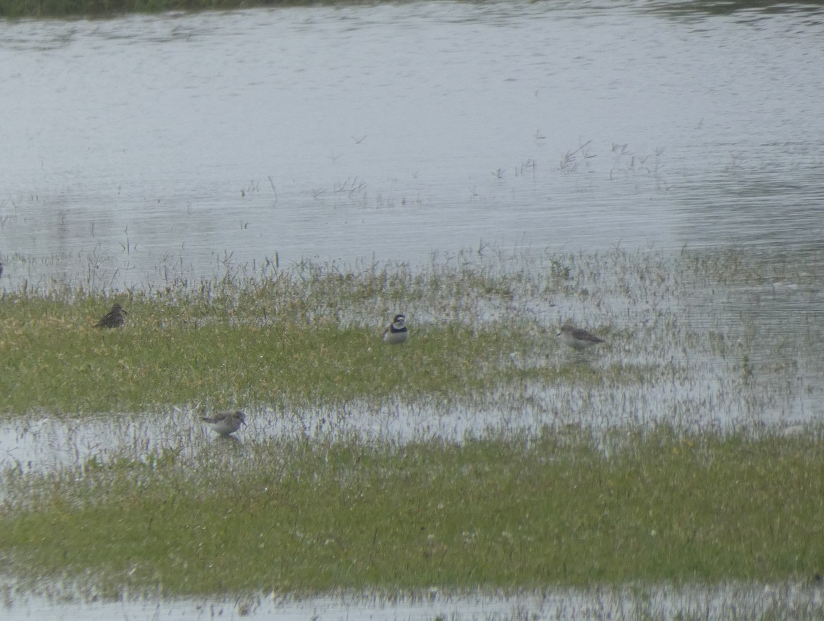 Semipalmated Plover - ML237563391