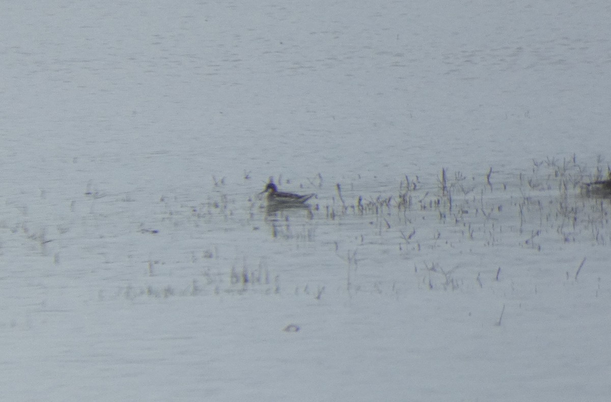 Red-necked Phalarope - ML237563471
