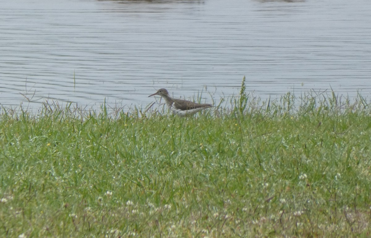 Spotted Sandpiper - ML237563501