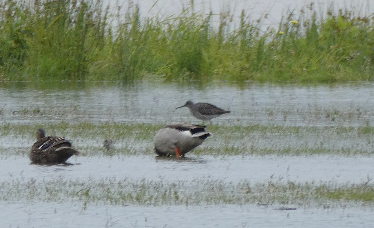 Greater Yellowlegs - ML237563571