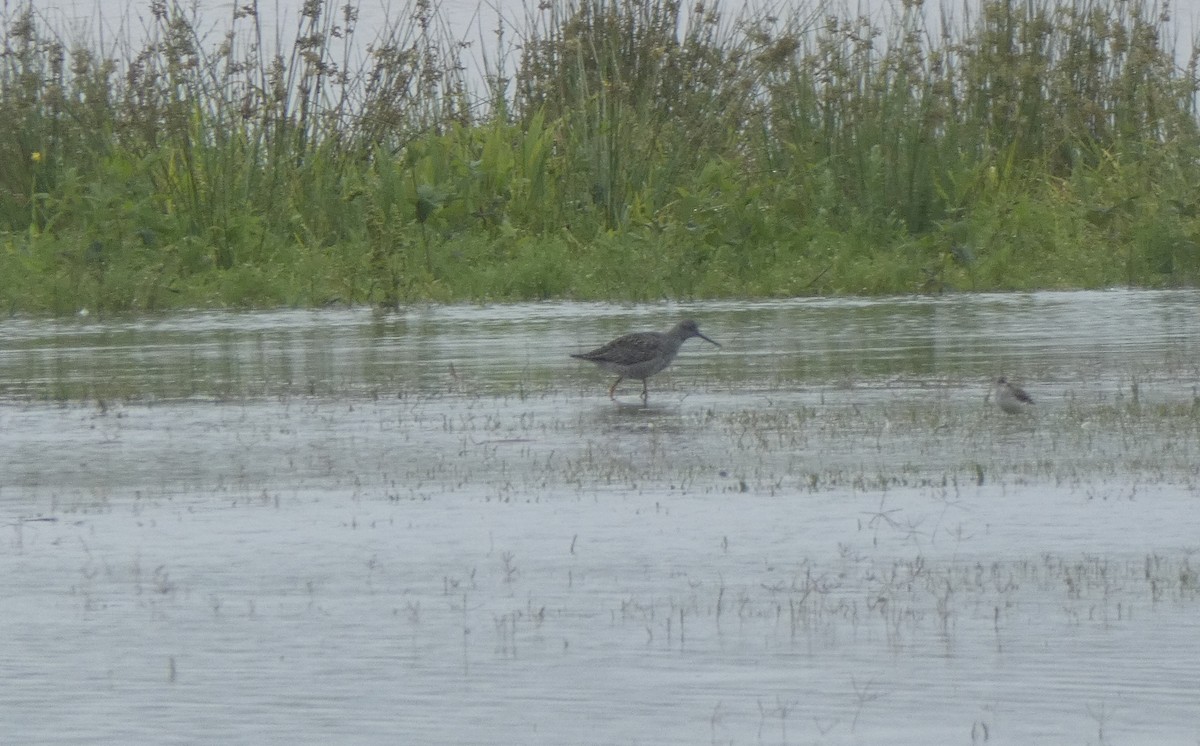 Greater Yellowlegs - ML237563581