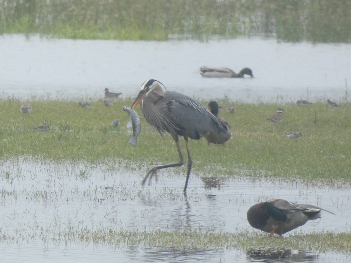 Great Blue Heron - ML237563621