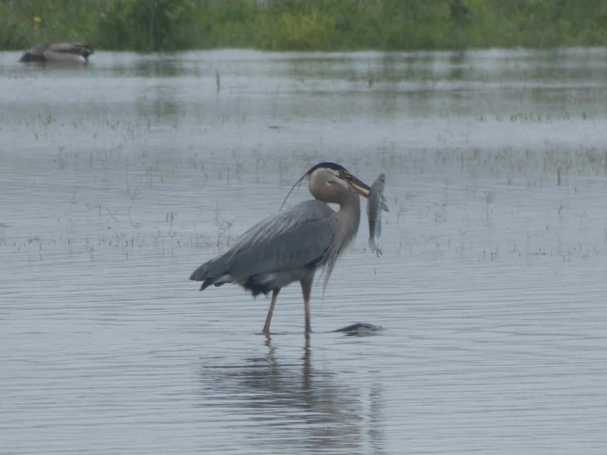 Great Blue Heron - ML237563631