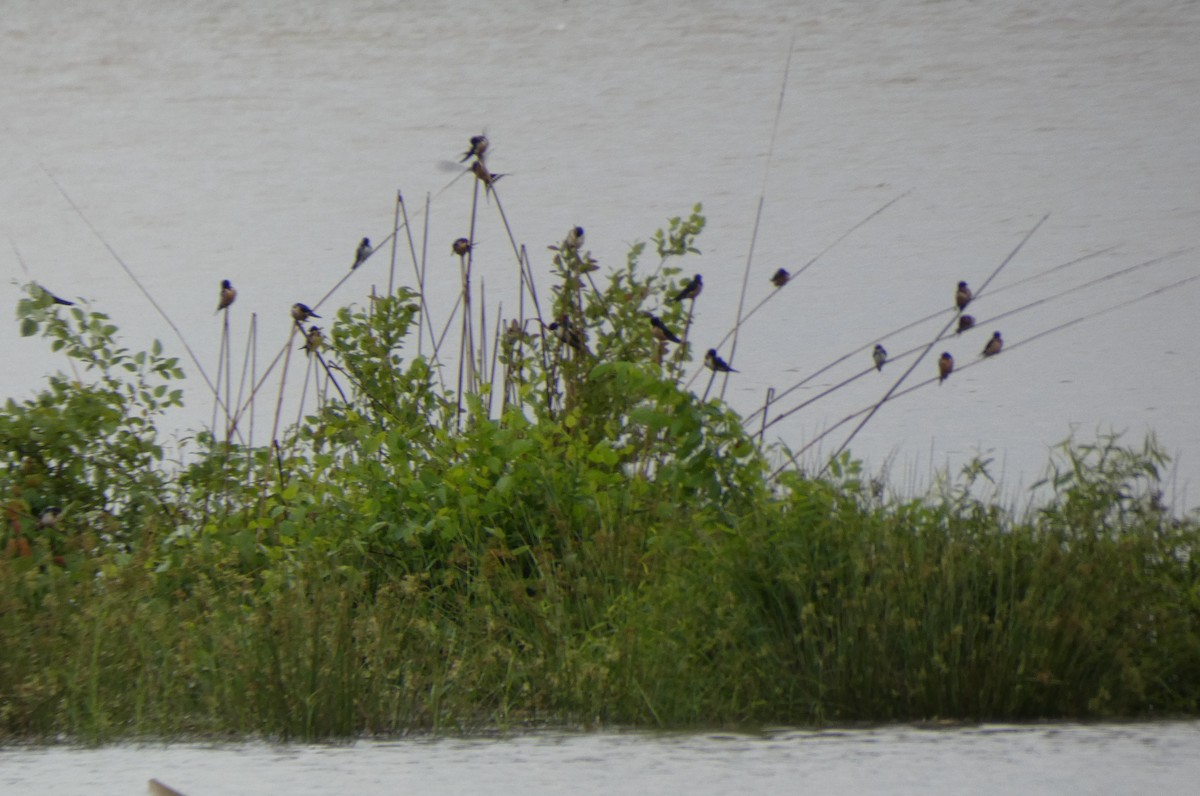 Barn Swallow - ML237563701
