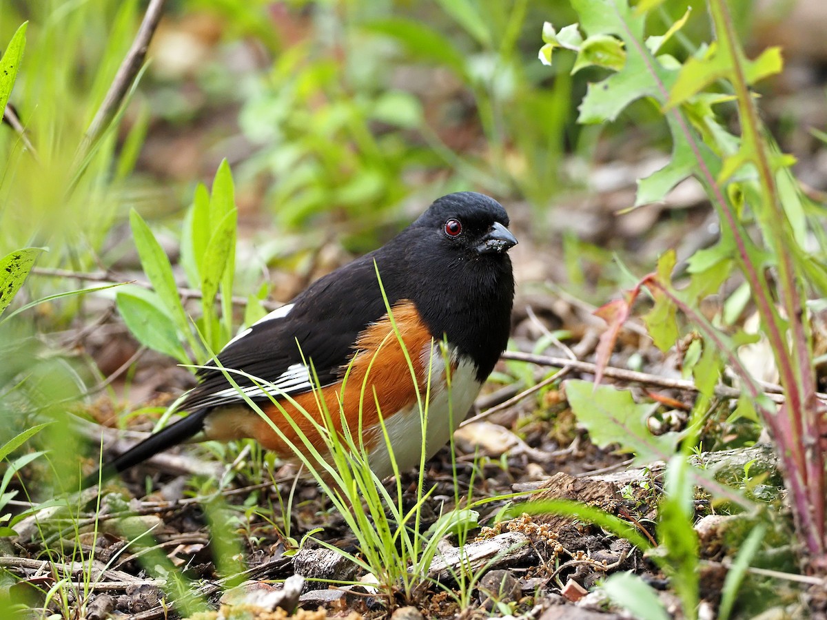 ワキアカトウヒチョウ - ML237567281