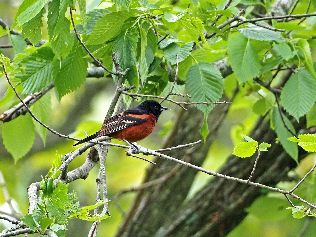 Orchard Oriole - Gary Mueller