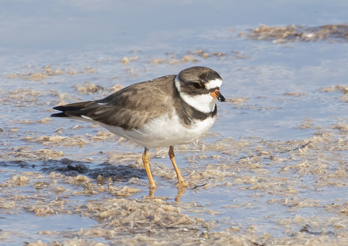 eBird Checklist - 22 May 2020 - Canaveral National Seashore Florida ...