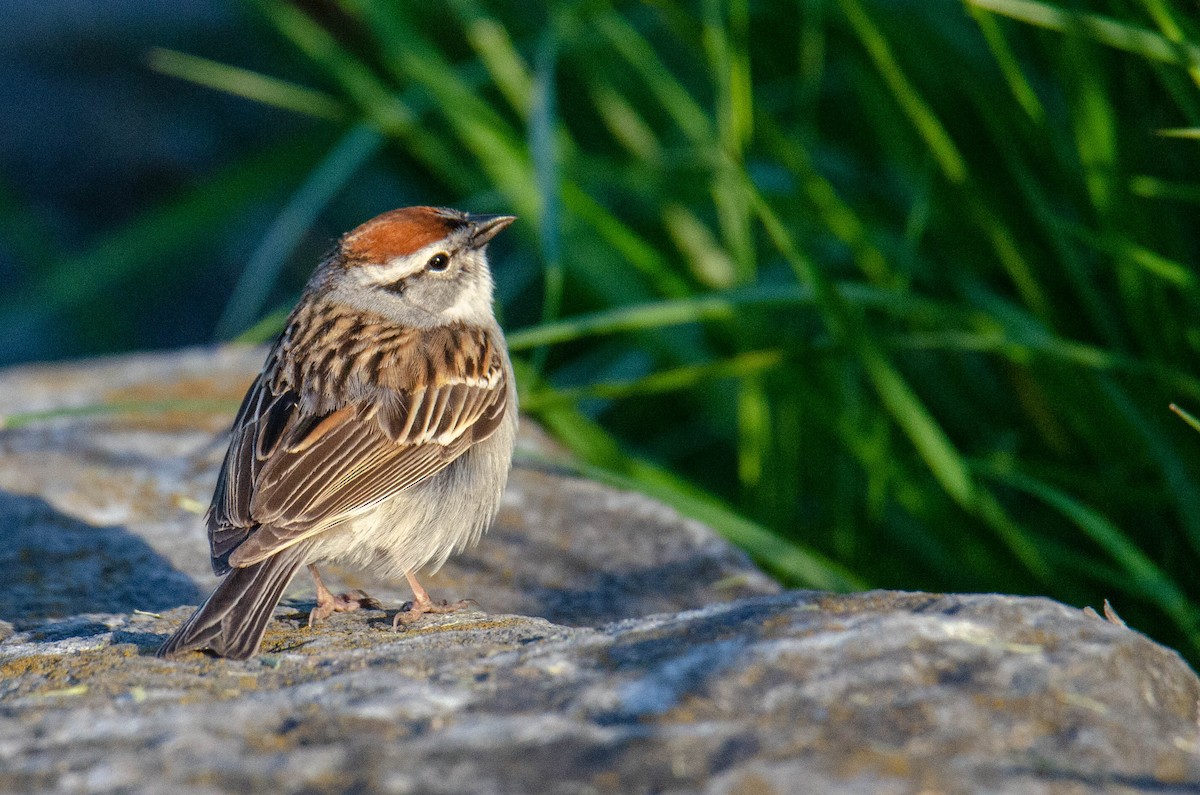 Chipping Sparrow - ML237570281