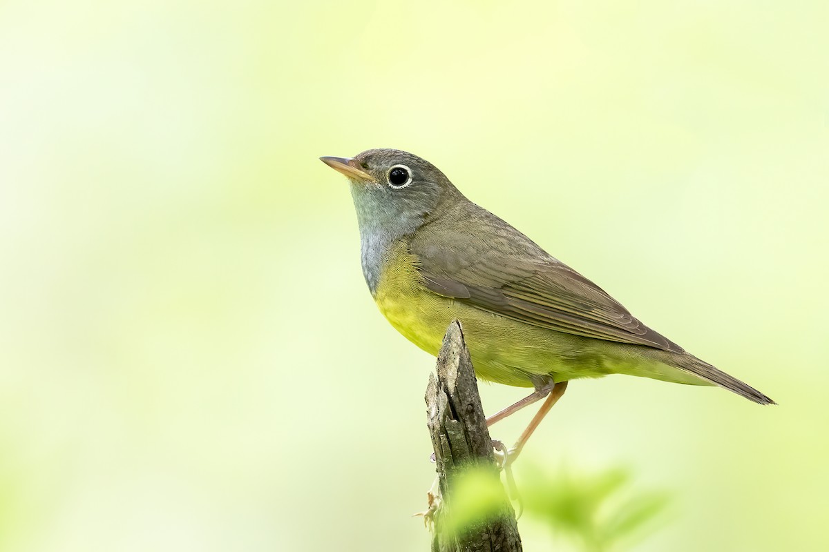 Connecticut Warbler - ML237570321