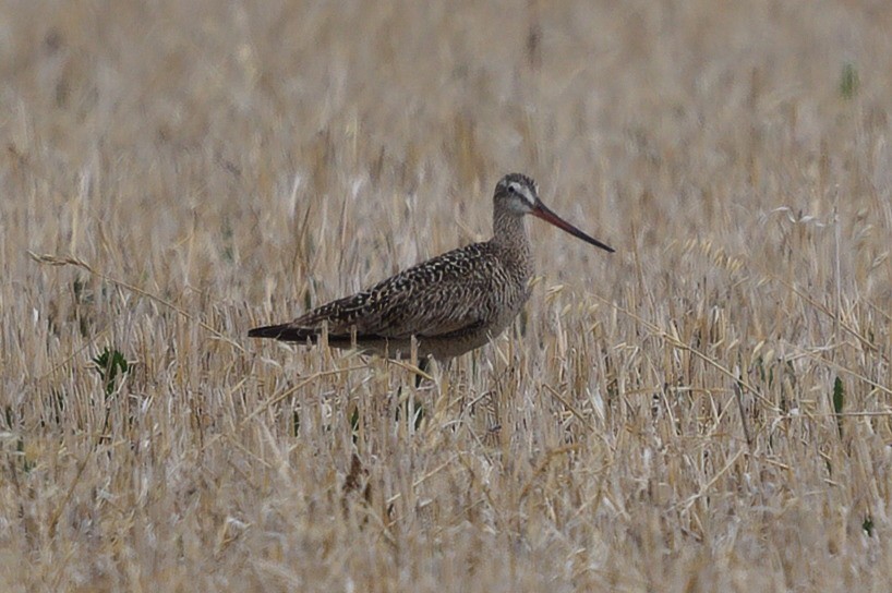 Marbled Godwit - ML237571401