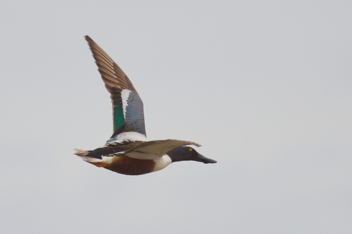 Northern Shoveler - ML237571671