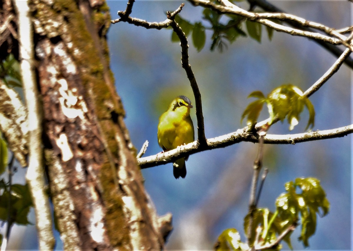 Kentucky Warbler - Hannah Girgente