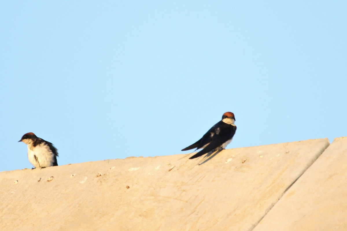 Wire-tailed Swallow - ML237577301