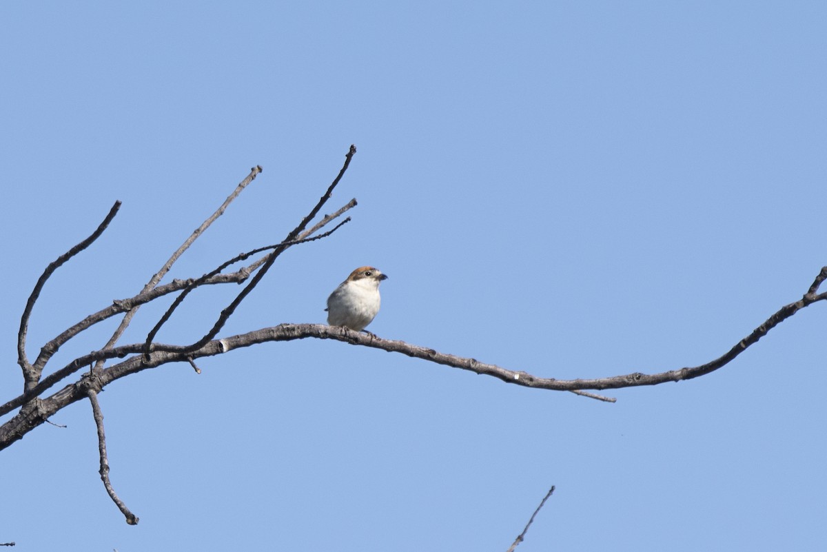 Woodchat Shrike - Eduardo Realinho