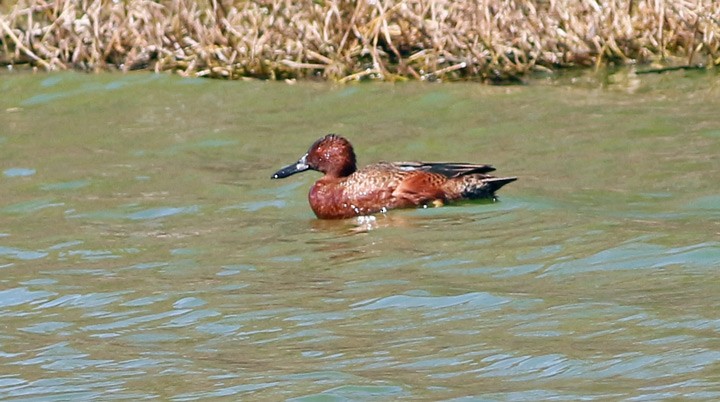 Cinnamon Teal - ML23758111