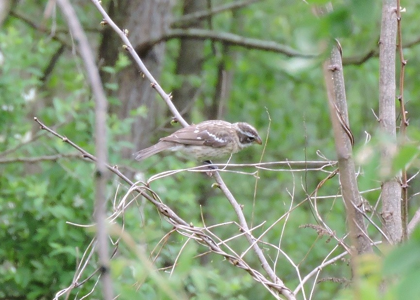 Rose-breasted Grosbeak - ML237581841